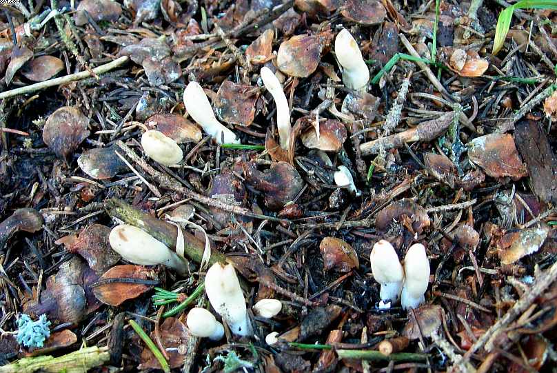 La foresta subalpina di Les breuleux  (CH)